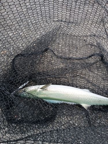 サゴシの釣果