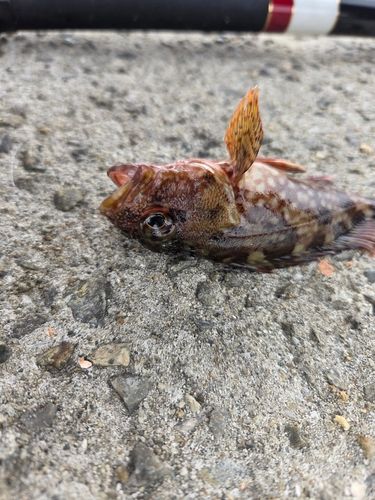 カサゴの釣果