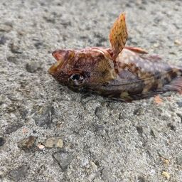 カサゴ