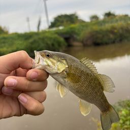 スモールマウスバス