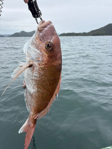 しまなみ海道