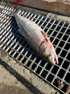 アキアジの釣果