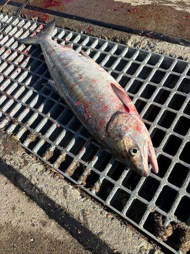 アキアジの釣果
