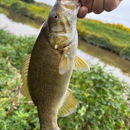 スモールマウスバス