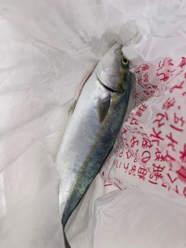 ハマチの釣果