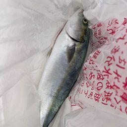ハマチ