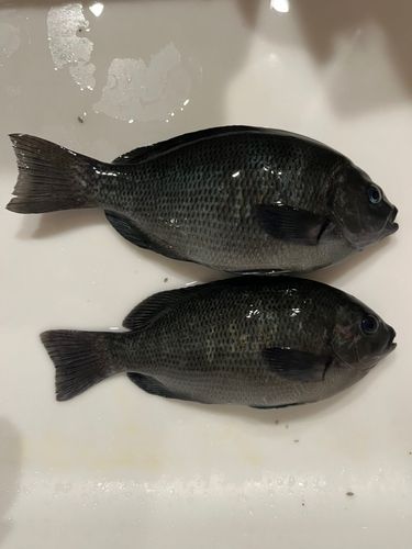 メジナの釣果