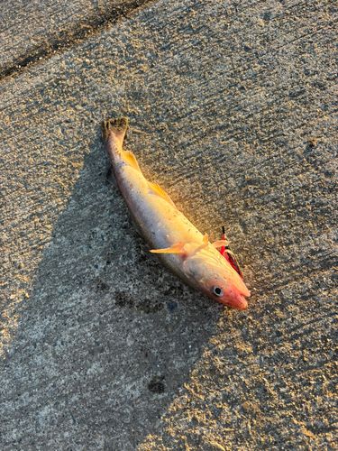 コマイの釣果