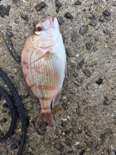チャリコの釣果