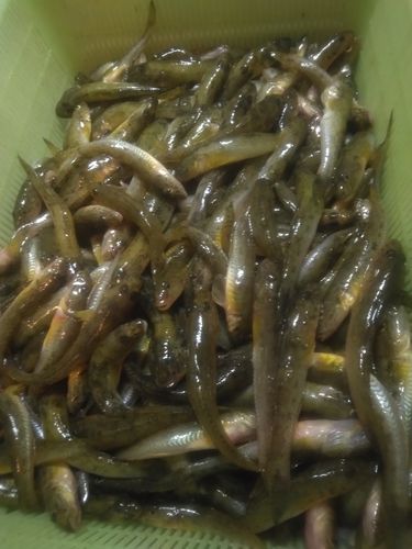 ハゼの釣果