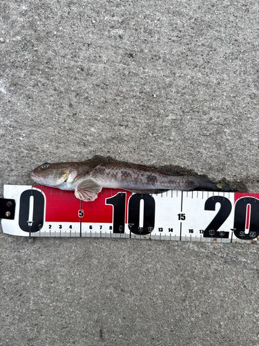 マハゼの釣果