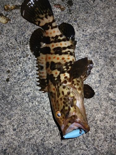 チャイロマルハタの釣果