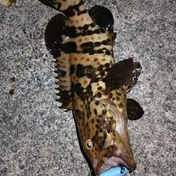 チャイロマルハタ