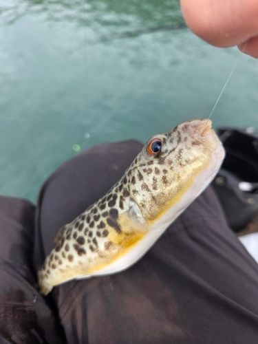 フグの釣果