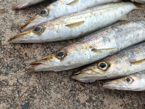 アカカマスの釣果