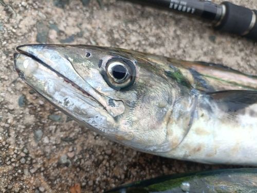 サゴシの釣果