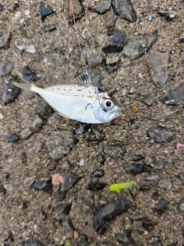 ヒイラギの釣果