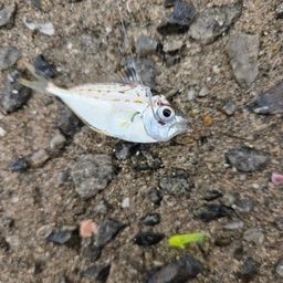 ヒイラギ