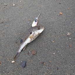 ショウサイフグ