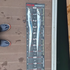 タチウオの釣果