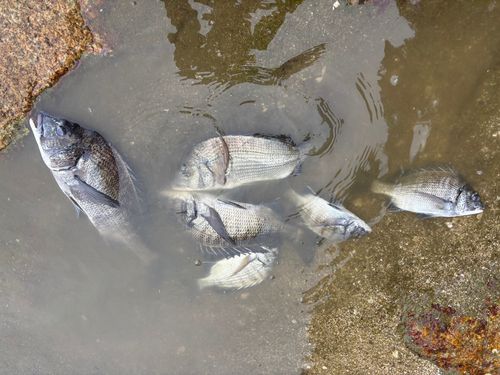 チヌの釣果