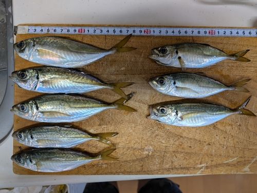 アジの釣果