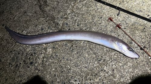 クロアナゴの釣果