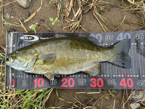 スモールマウスバスの釣果