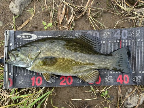 スモールマウスバスの釣果