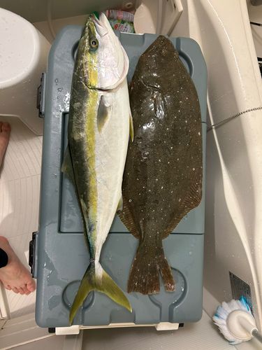 ヒラメの釣果