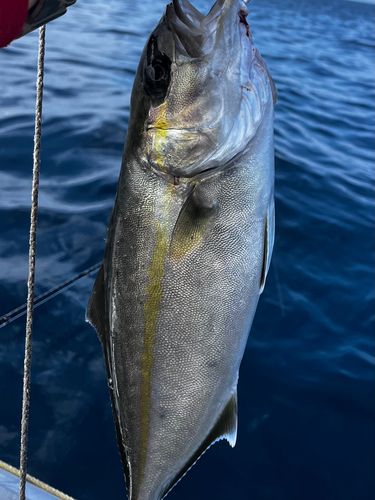 ネリゴの釣果