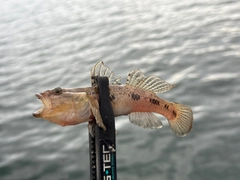 ウロハゼの釣果