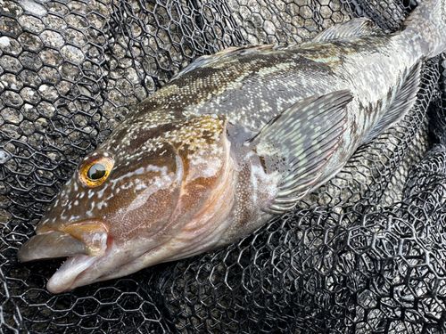 アイナメの釣果