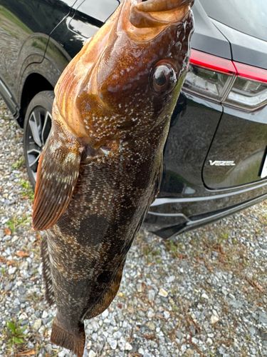 アイナメの釣果