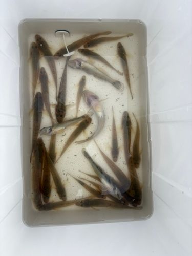 ハゼの釣果