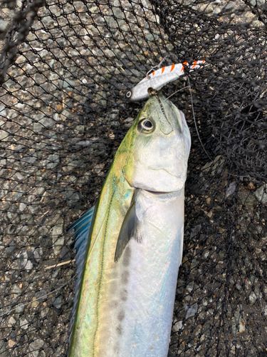 サゴシの釣果