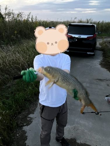 コイの釣果