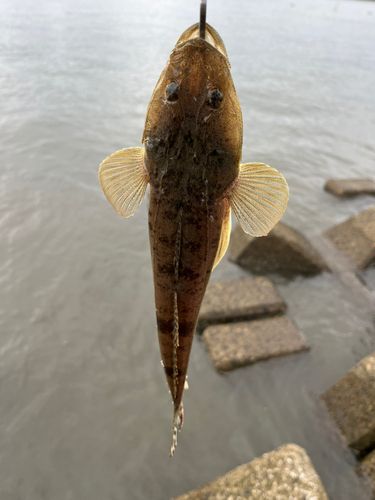 コチの釣果
