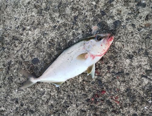 イトヒキアジの釣果