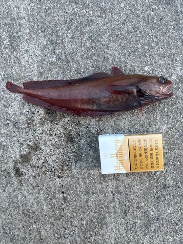 ドンコの釣果