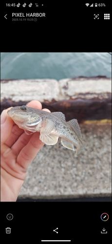 ハゼの釣果
