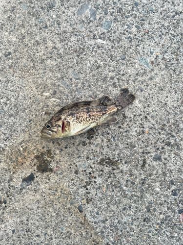 ソイの釣果
