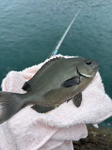 グレの釣果