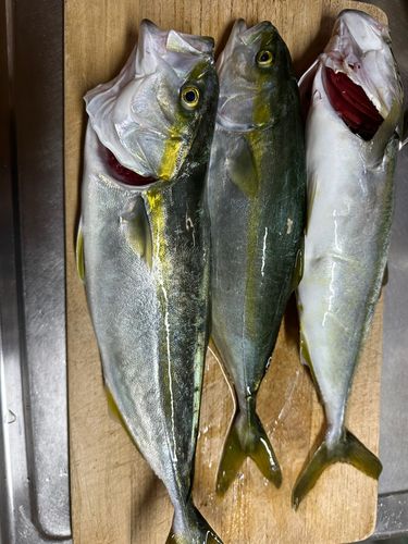 釣果