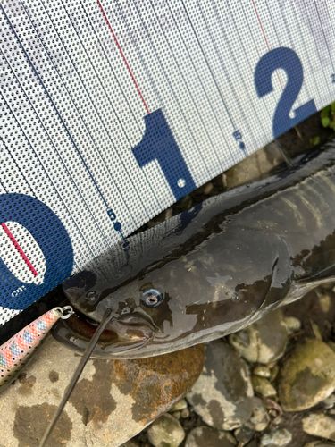 ナマズの釣果