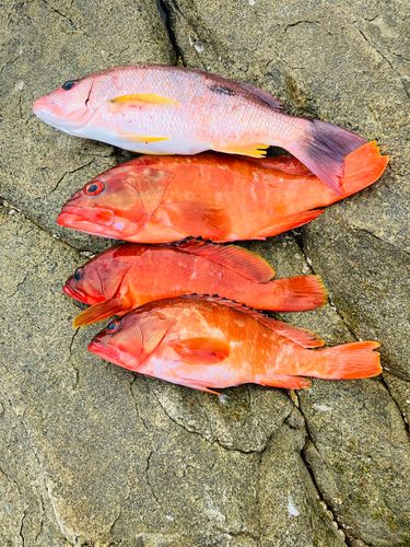 アカハタの釣果
