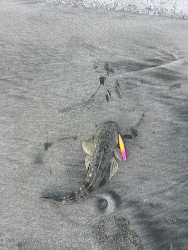 マゴチの釣果