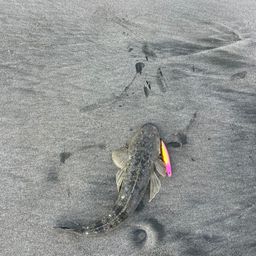 マゴチ