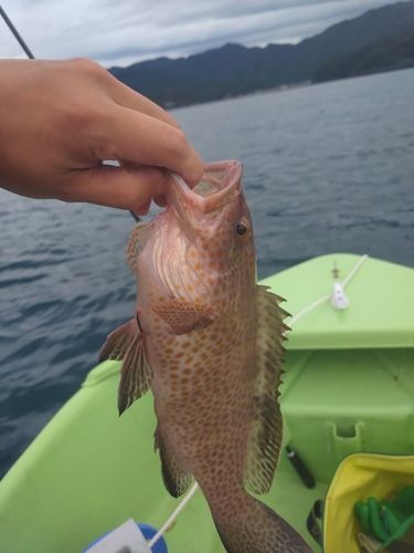 オオモンハタの釣果