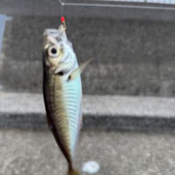 アジ
